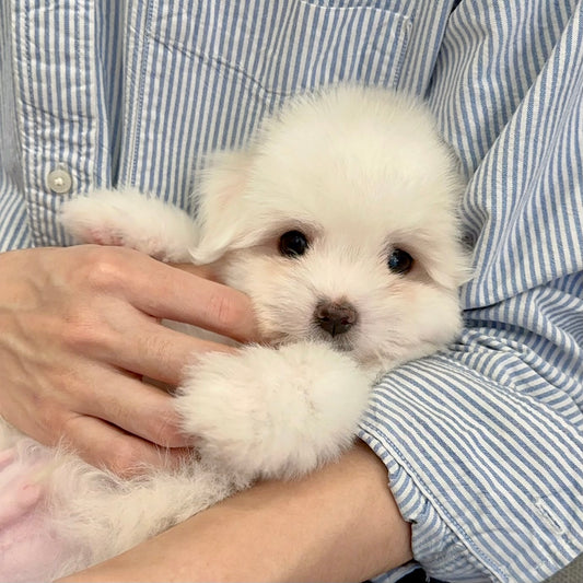 꼬똥 성견 시기에 주의해야 할 질병 및 예방 건강 관리