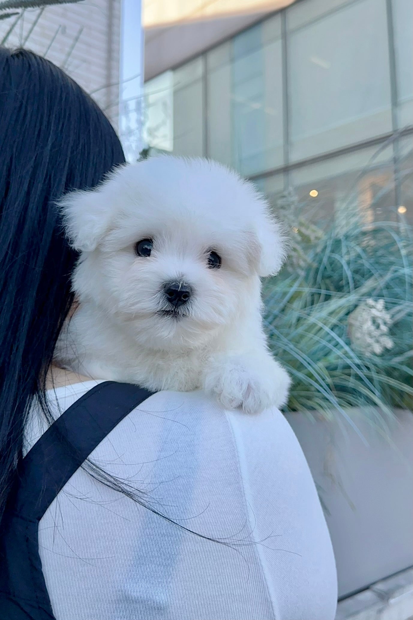 프랑키 (FRANKY)