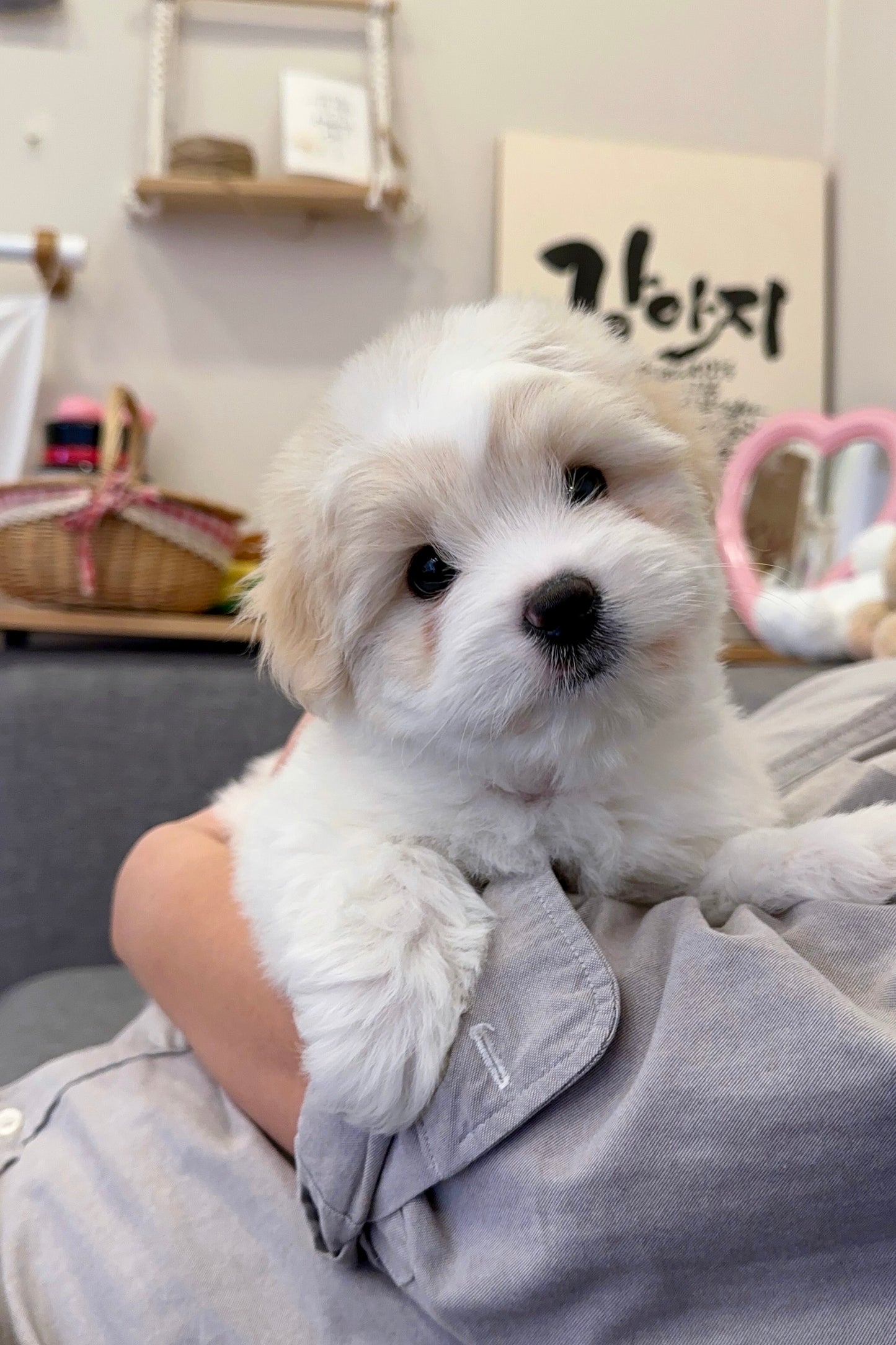 코코 (COCO)
