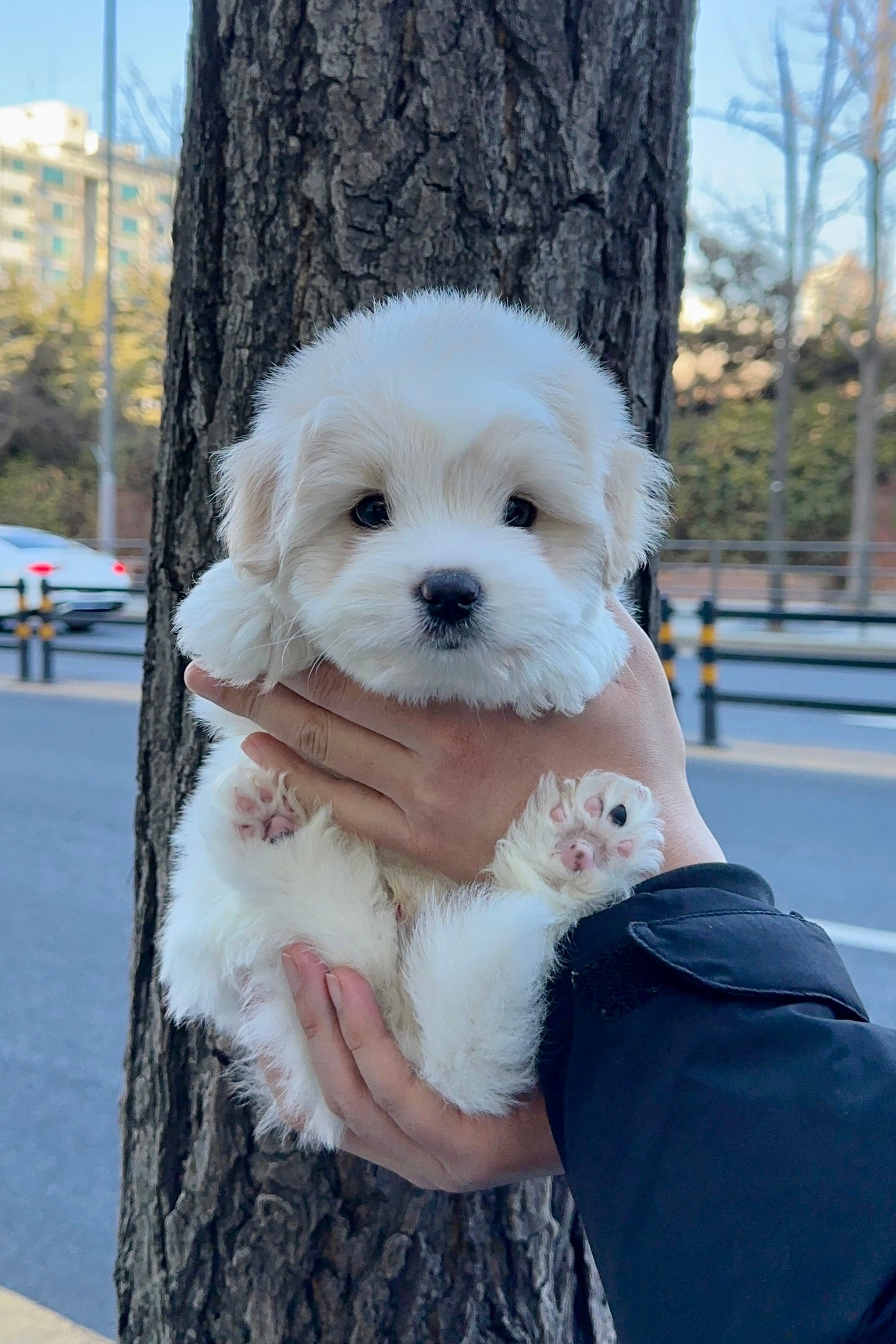 코코 (COCO)