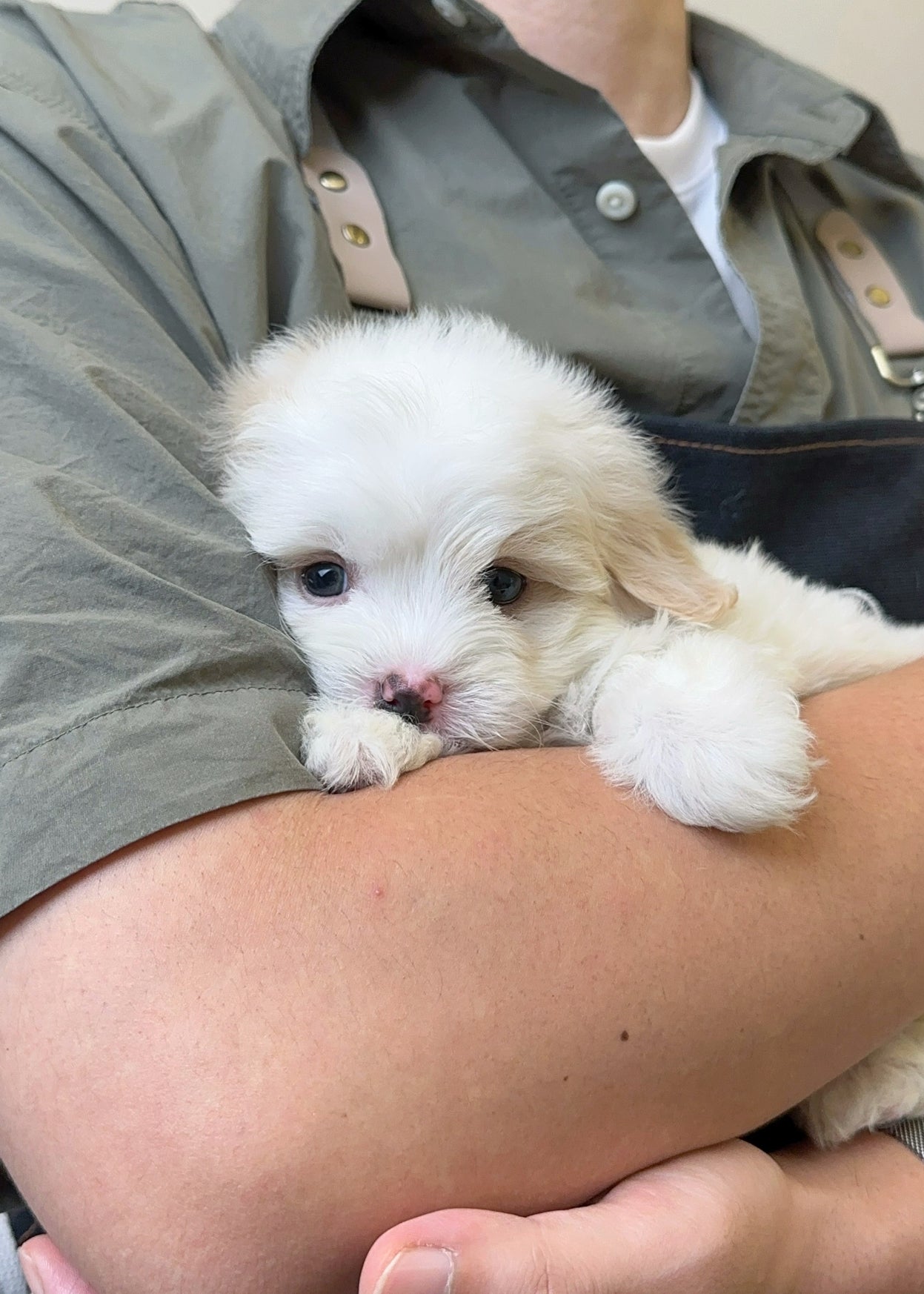 BIBI