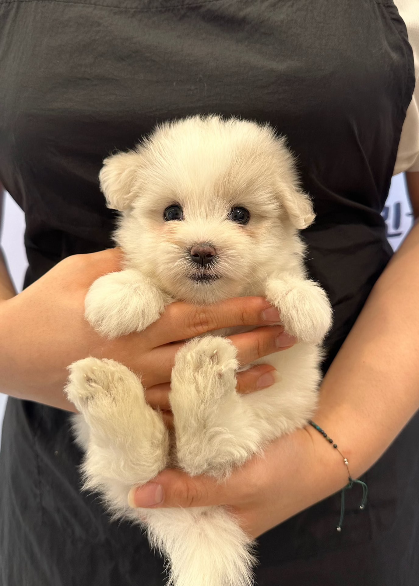 POLAR BEAR