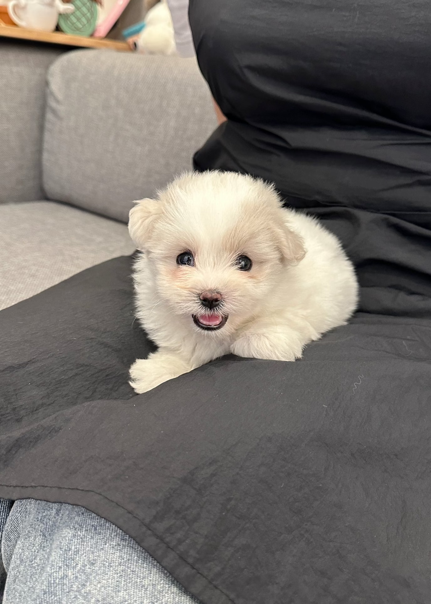 POLAR BEAR