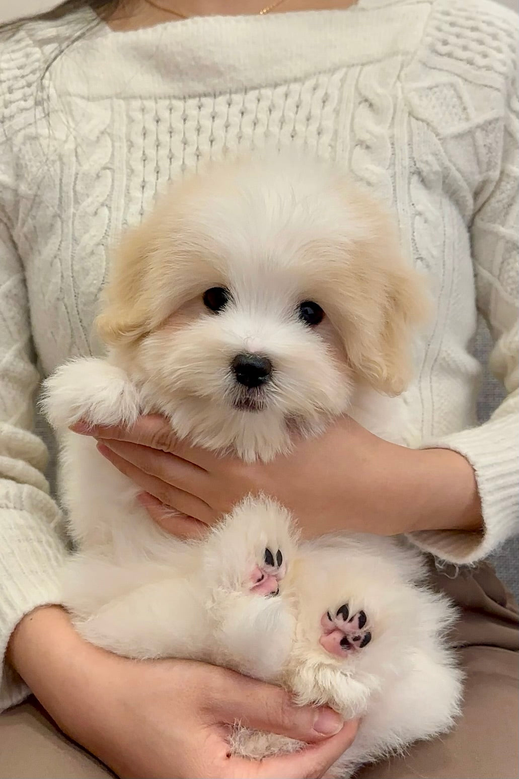 바오 (BAO)