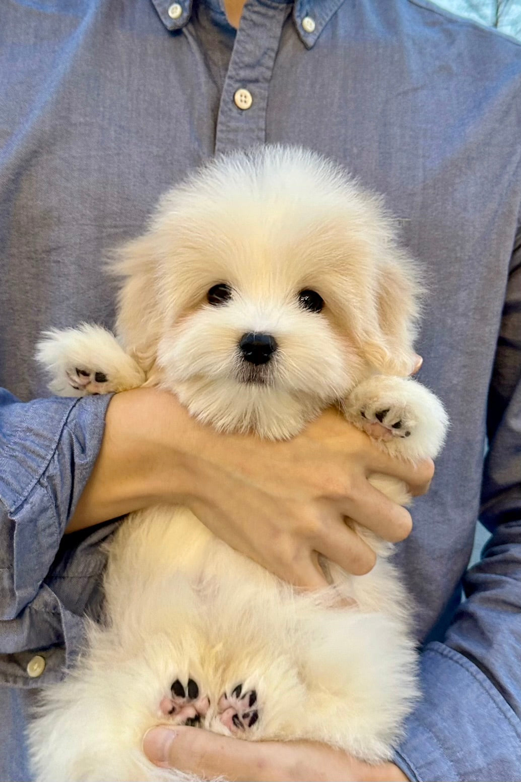 바오 (BAO)
