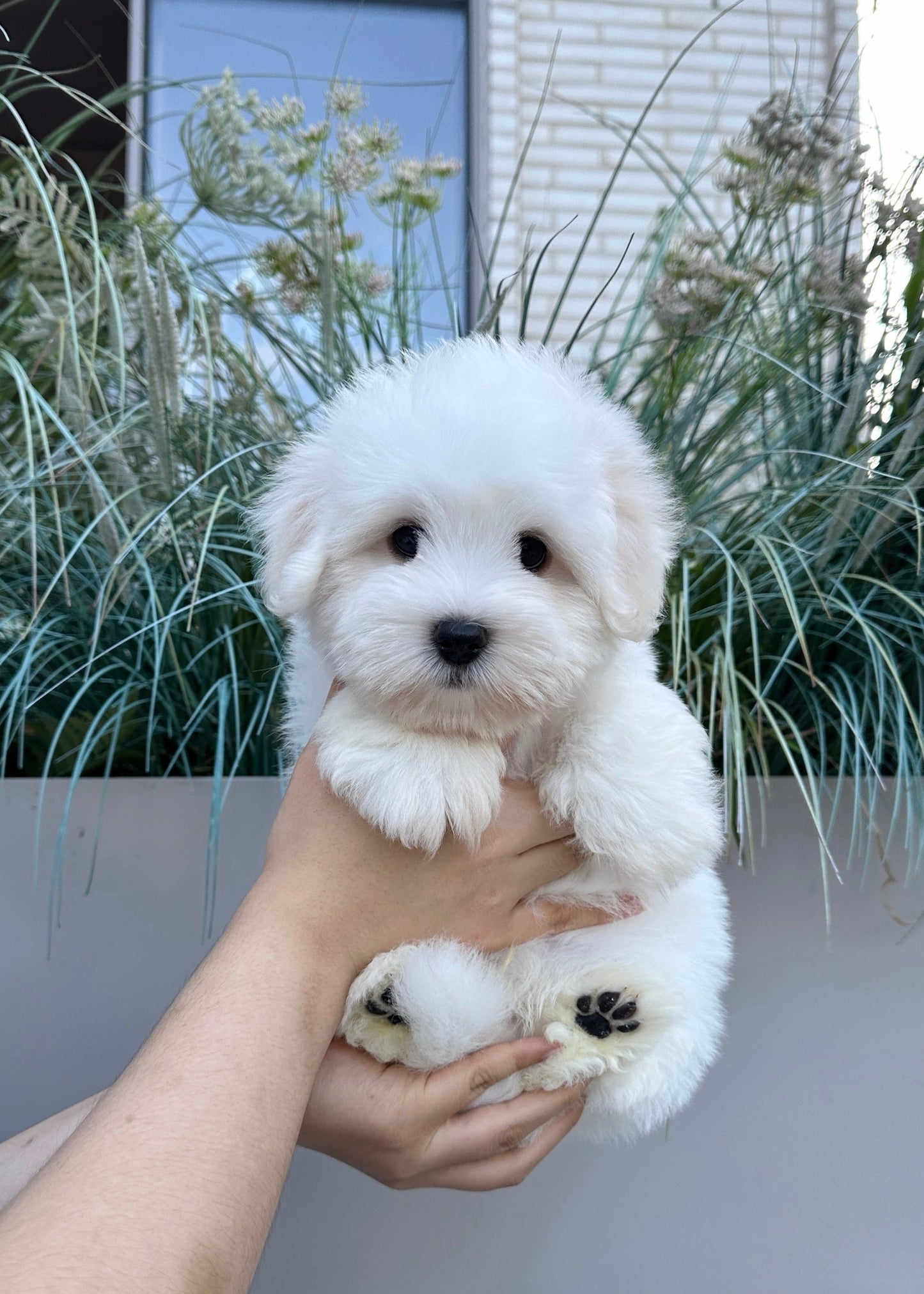조지 (George)