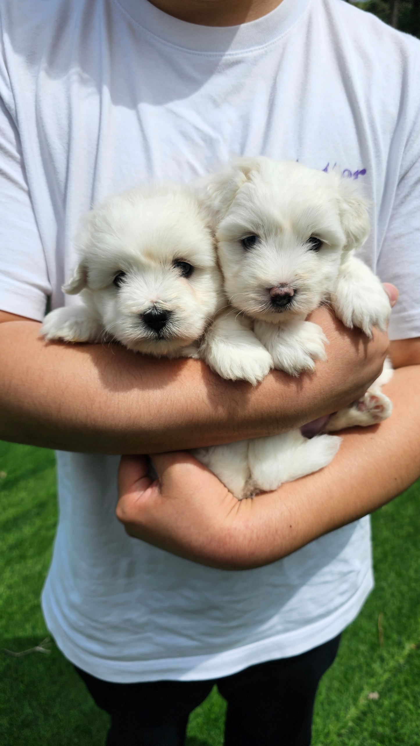 Coton de Tulear 2 brothers