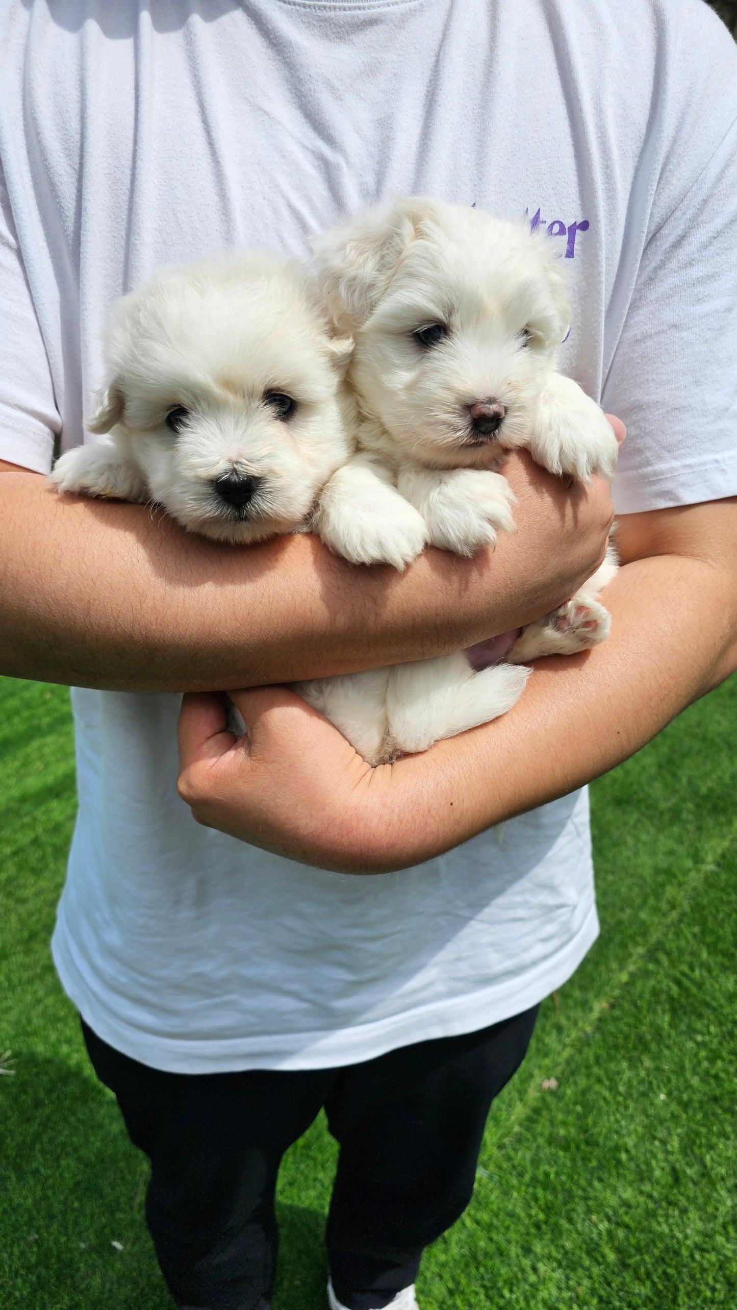 Coton de Tulear 2 brothers