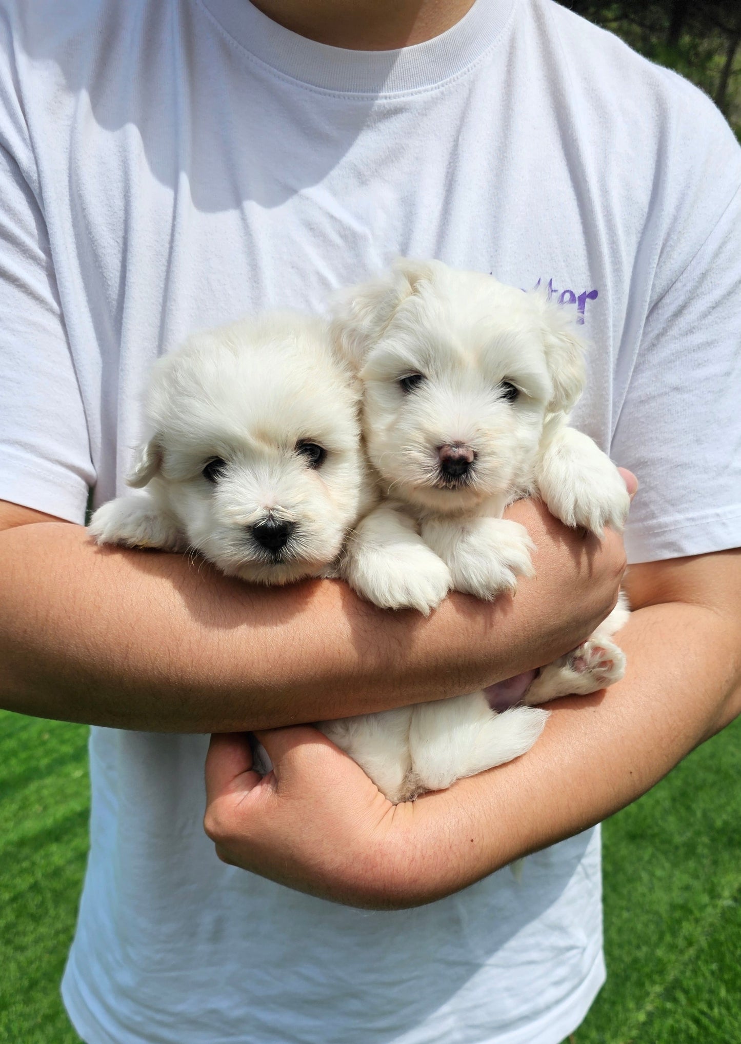 Coton de Tulear 2 brothers