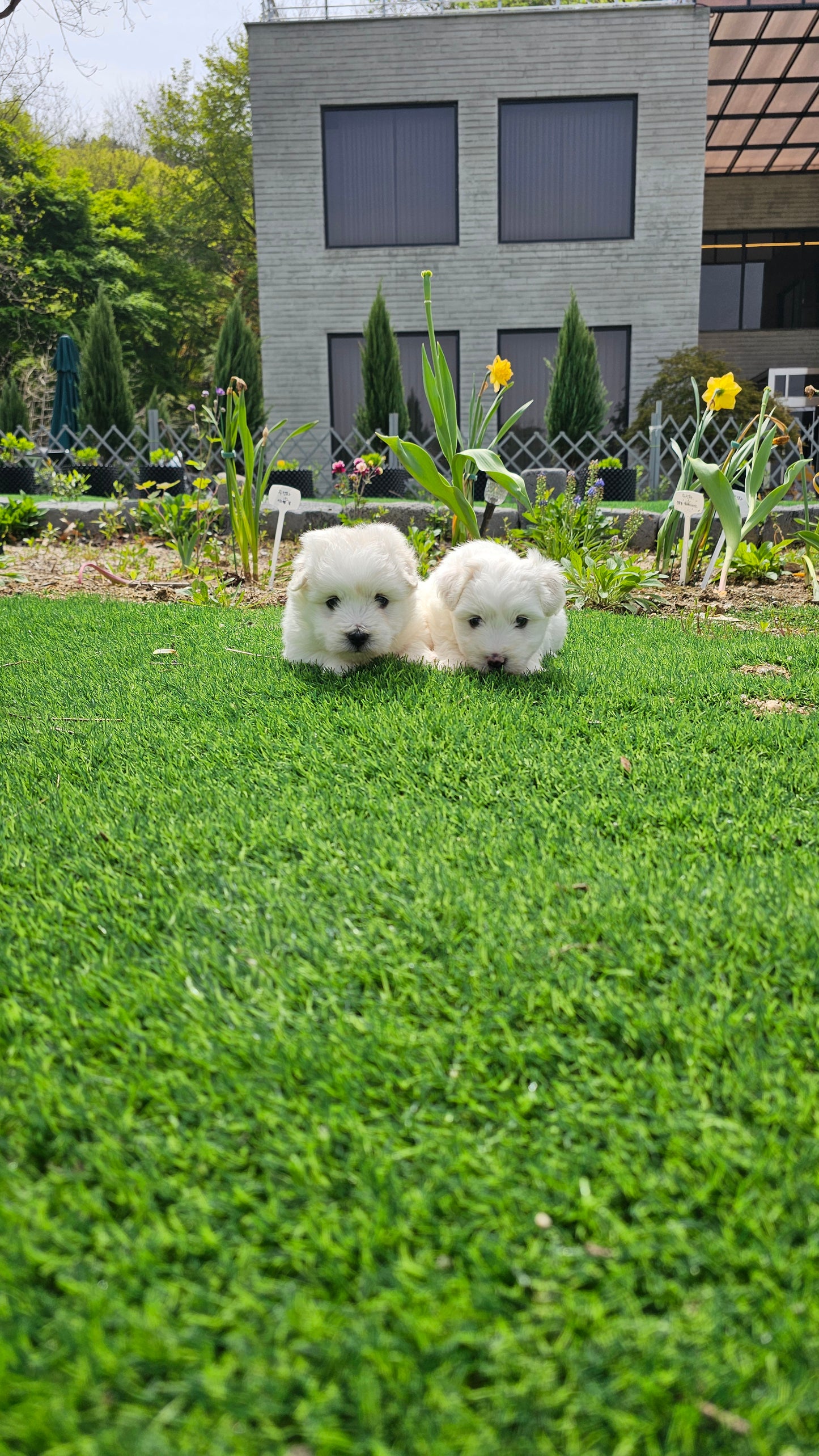 Coton de Tulear 2 brothers