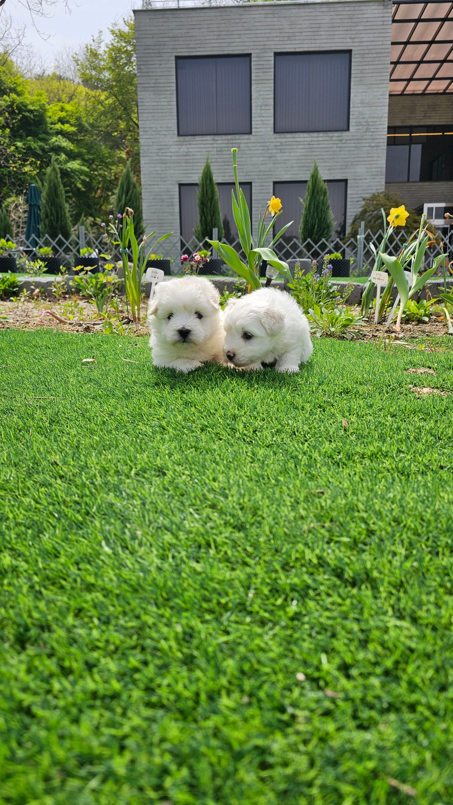 Coton de Tulear 2 brothers