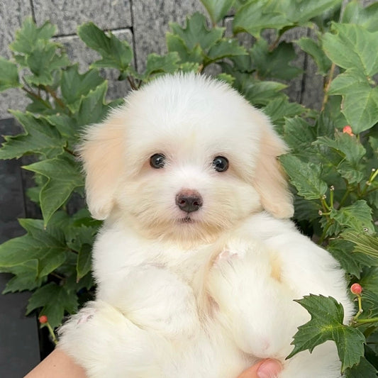 Coton de Tulear กำลังพักผ่อนอยู่ในบ้าน