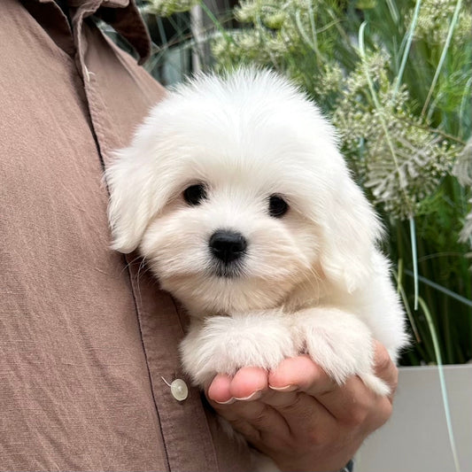 Anak anjing Coton de Tulear sedang berlatih bersama pemiliknya