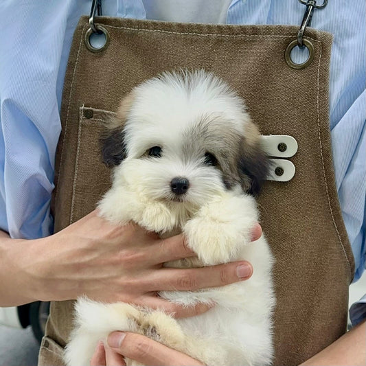 Coton Kennel BONCO 犬舍嘅白色 Coton de Tulear 幼犬