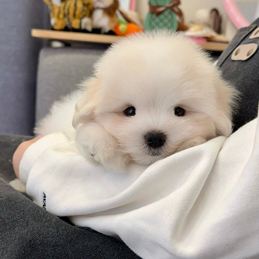 Coton de Tulear berbulu putih setelah dipotong bulunya