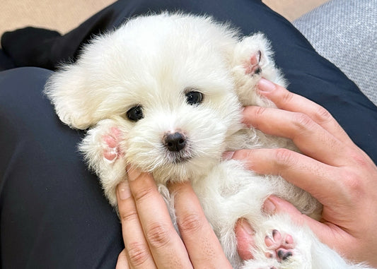 꼬똥 드 툴레아는 왜 비쌀까요?