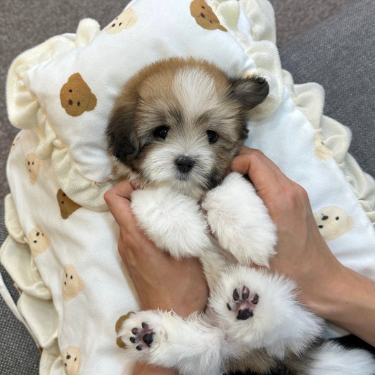 ลูกสุนัข Coton de Tulear ในบ้านใหม่