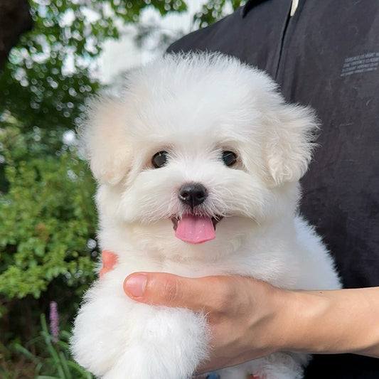 Coton de Tulear dari Coton Kennel BONCO