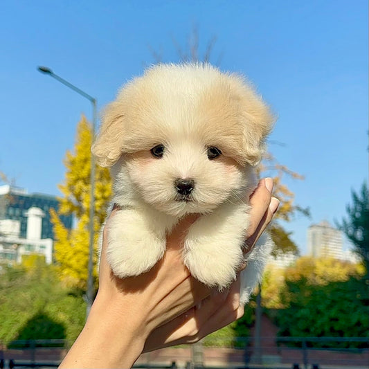 Anak anjing Coton de Tulear dari Coton Kennel BONCO yang bersiap berangkat ke luar negeri