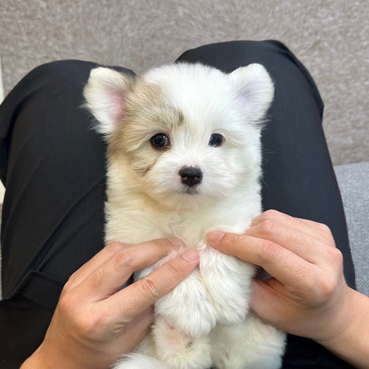 ลูกสุนัข Coton de Tulear กับครอบครัว