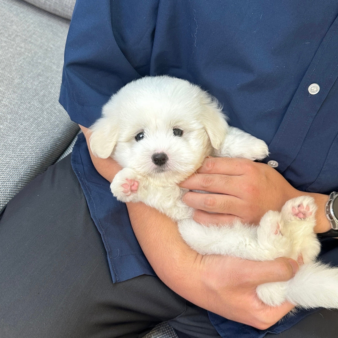 喺屋企同主人一齊嘅 Coton de Tulear