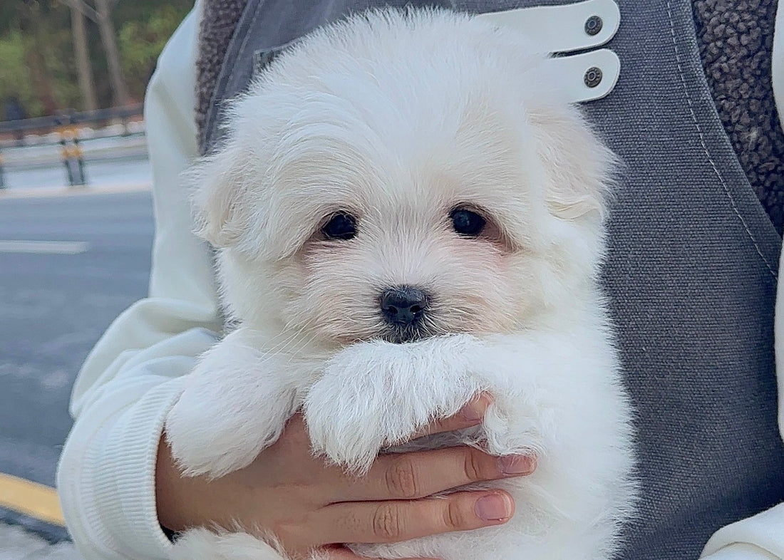 꼬똥 드 툴레아의 성격에 대해 알아봐요!