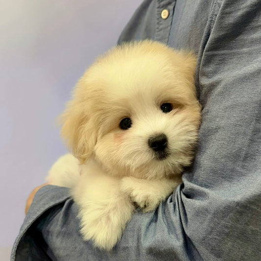 Coton Kennel BONCO 犬舍嘅 Coton de Tulear 幼犬