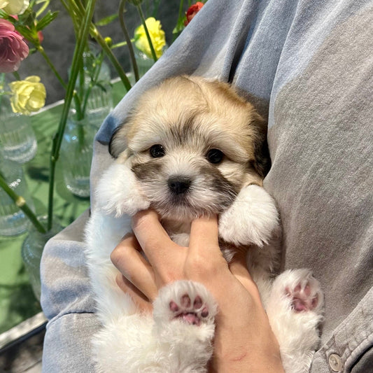 Coton de Tulear ขนขาวหลังการแปรงขน