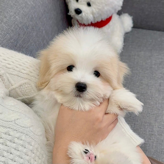 Coton de Tulear ขนขาวจากฟาร์ม Coton Kennel BONCO