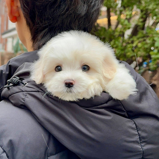 美容完之後嘅白色 Coton de Tulear