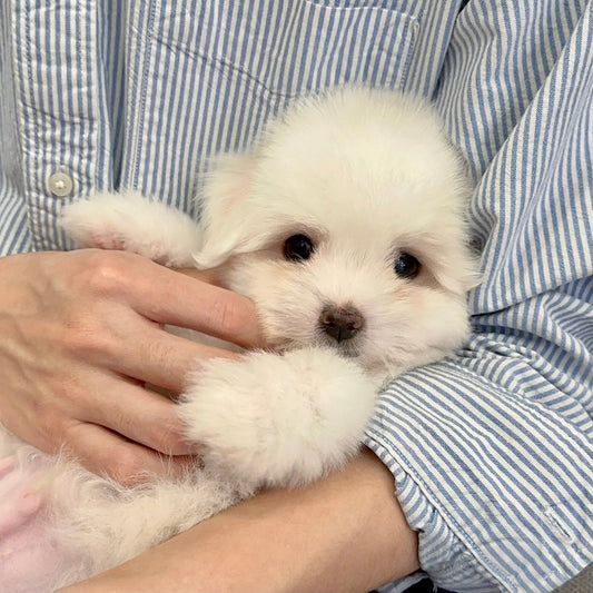 Coton de Tulear dewasa dari Coton Kennel BONCO