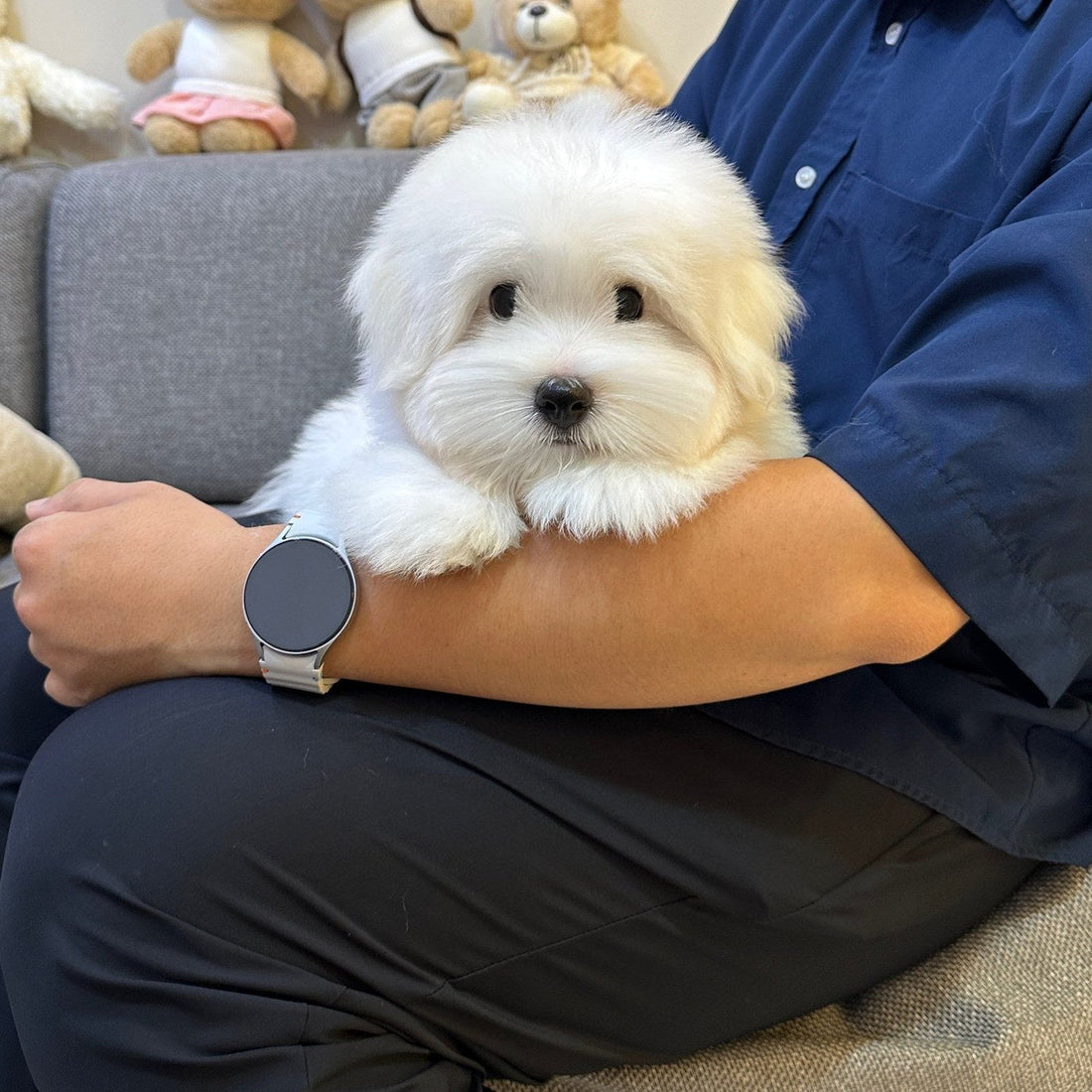 Why Your Coton Suddenly Started Matting at 8 Months — Single Coats and the Puppy Coat Transition 🐑