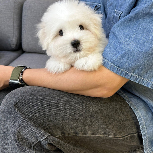 Coton de Tulear ในช่วงเปลี่ยนจากขนลูกสุนัขเป็นขนผู้ใหญ่