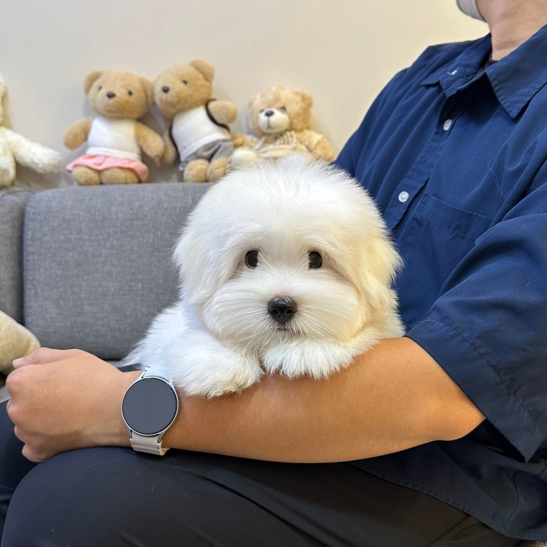 A Coton de Tulear puppy held in its owner’s arms