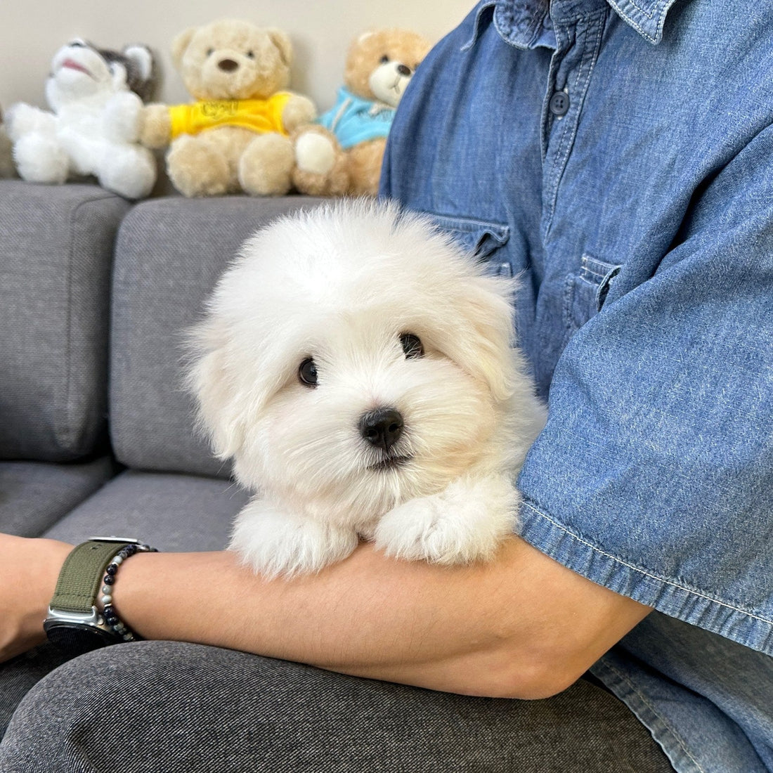 보호자 품에 안겨 있는 꼬똥 드 툴레아 강아지