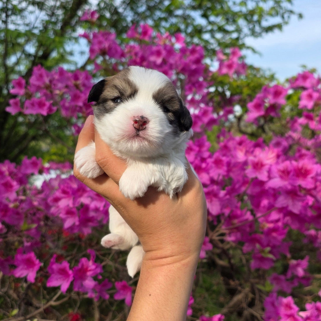 A newborn Coton de Tulear puppy held up against blooming azaleas