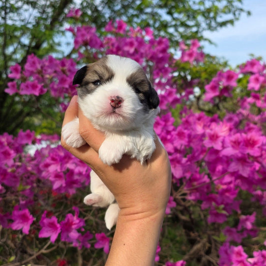 A newborn Coton de Tulear puppy held up against blooming azaleas