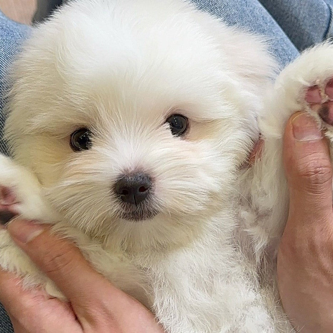 Anak anjing Coton de Tulear berbulu putih dari Coton Kennel BONCO