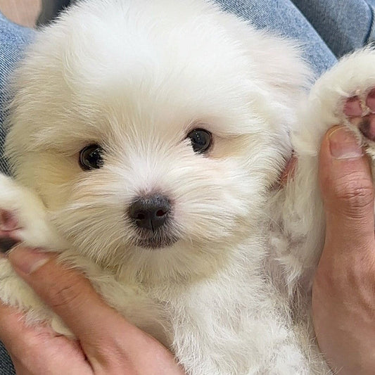 Anak anjing Coton de Tulear berbulu putih dari Coton Kennel BONCO