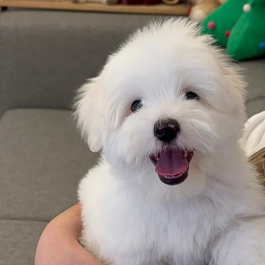 Anak anjing Coton de Tulear berbulu putih dari Coton Kennel BONCO