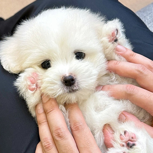 Anak anjing Coton de Tulear dari Coton Kennel BONCO