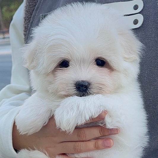 Coton de Tulear dari Coton Kennel BONCO