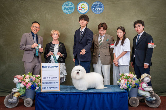 2026 강원 FCI 국제 도그쇼 NEW CHAMPION 기념 촬영