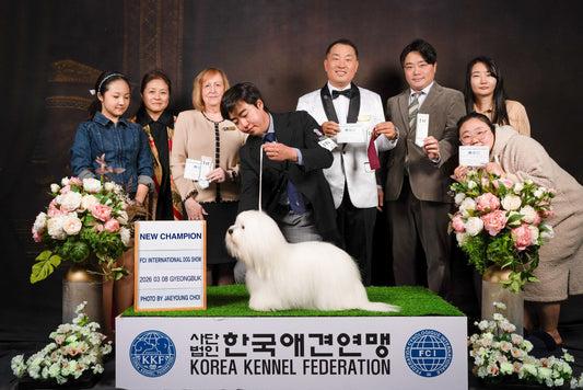 2026년 3월 8일 경북 FCI 국제 도그쇼에서 NEW CHAMPION이 된 꼬똥 드 툴레아 또지