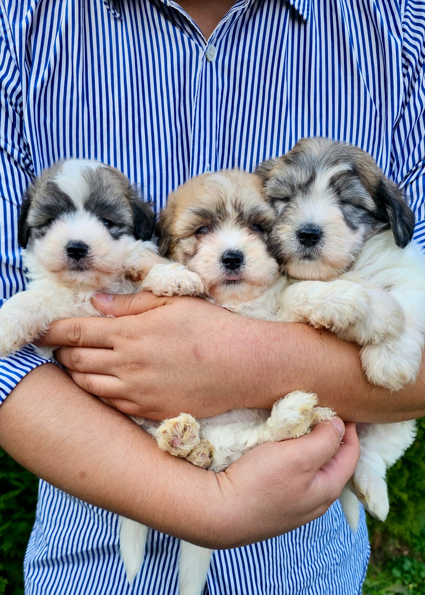 파티 꼬똥 3남매 (Parti-color three Coton de Tulear siblings)