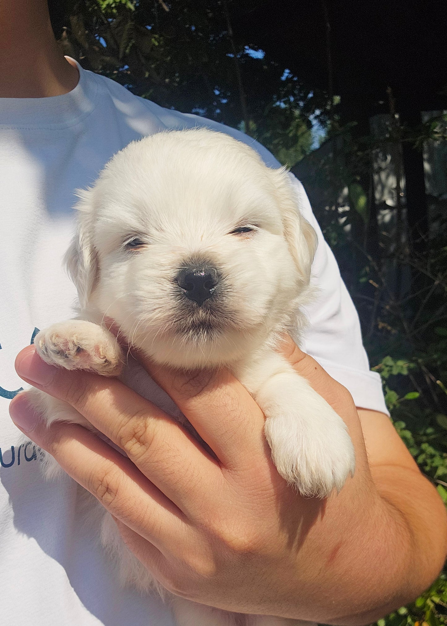 아기 꼬똥 4남매 (Baby Coton de Tulear 4 siblings)