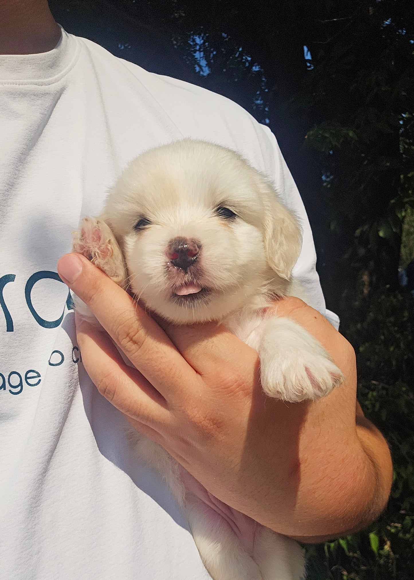 아기 꼬똥 4남매 (Baby Coton de Tulear 4 siblings)