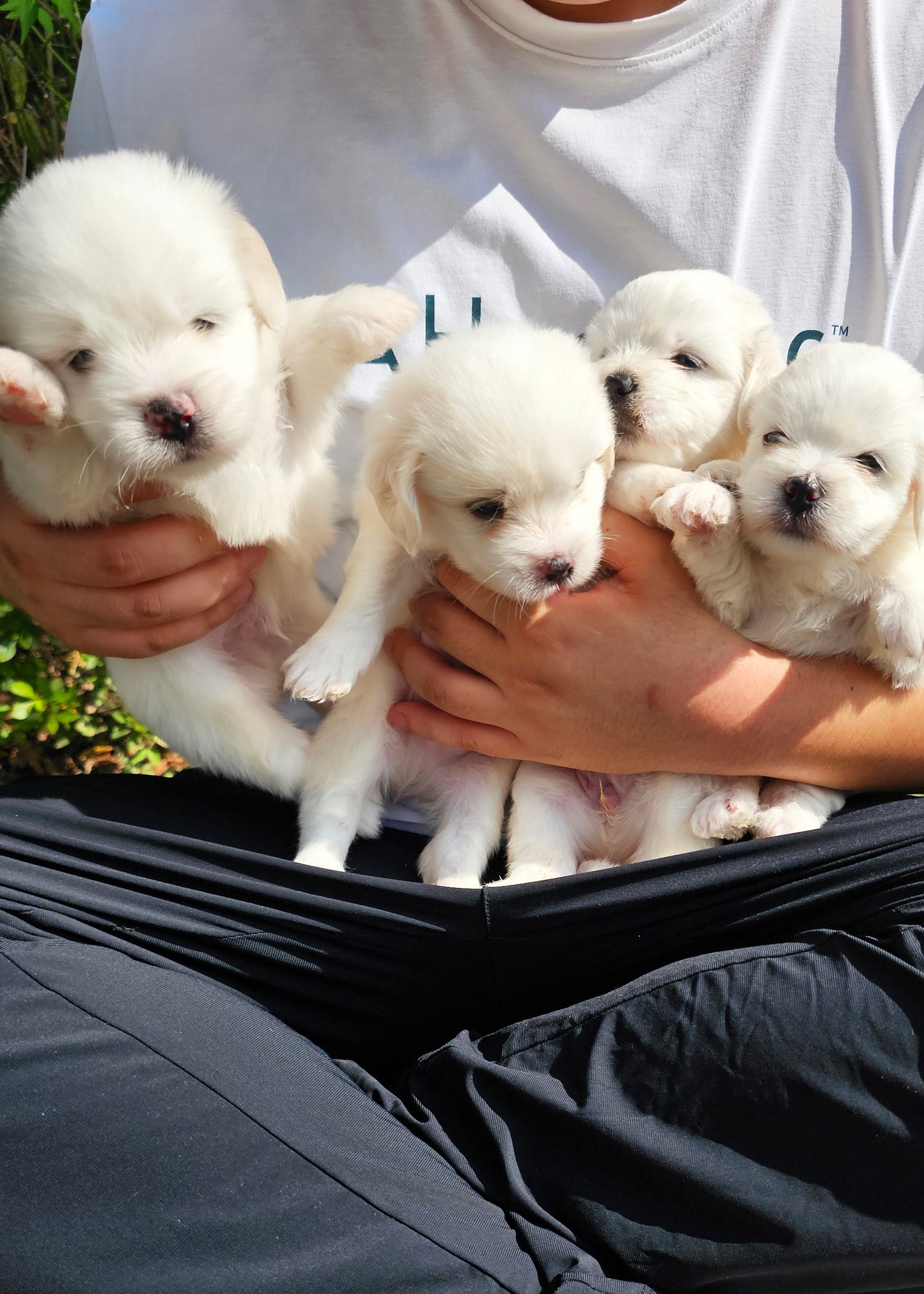 아기 꼬똥 4남매 (Baby Coton de Tulear 4 siblings)