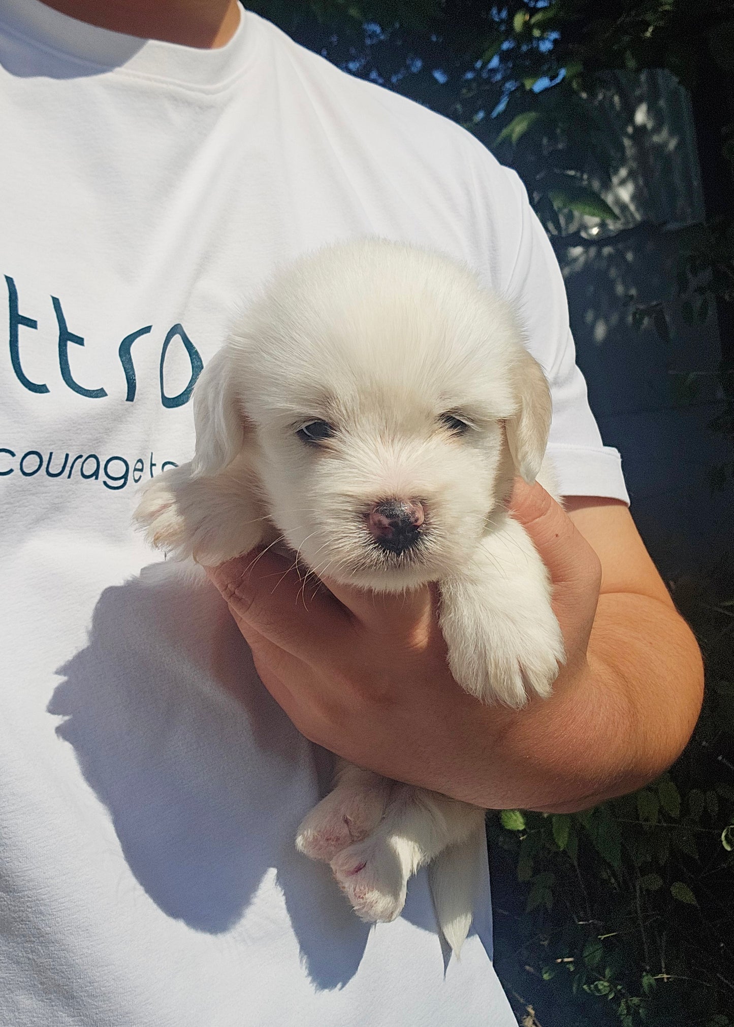 아기 꼬똥 4남매 (Baby Coton de Tulear 4 siblings)