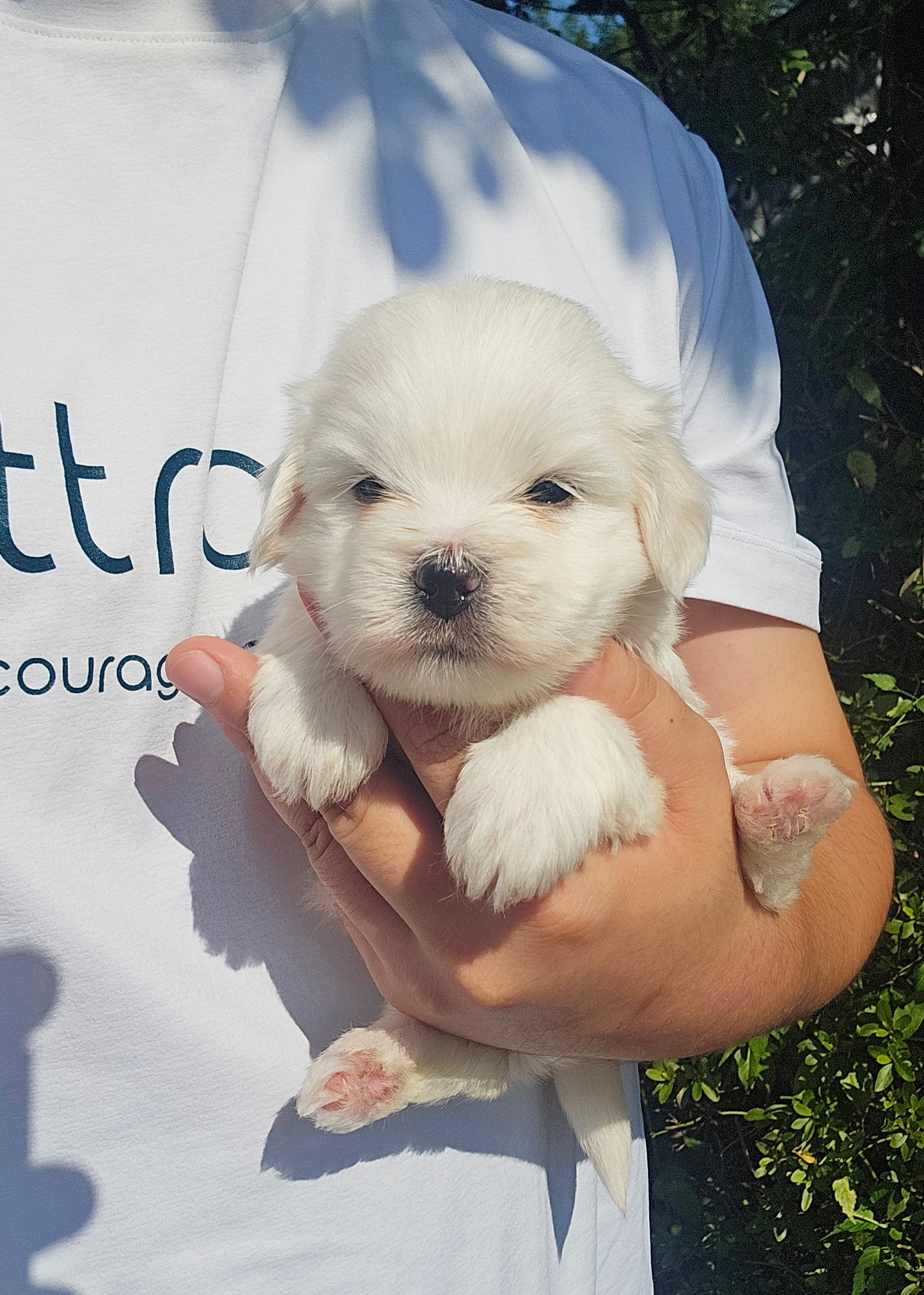 아기 꼬똥 4남매 (Baby Coton de Tulear 4 siblings)